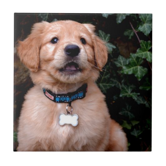 Golden Retriever Puppy Fliese (Vorderseite)