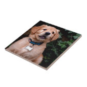 Golden Retriever Puppy Fliese (Seite)