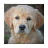 Golden Retriever Puppy Fliese (Vorderseite)