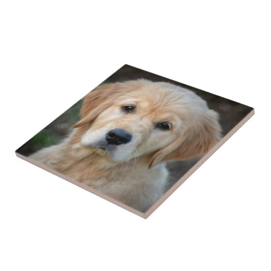 Golden Retriever Puppy Fliese (Seite)