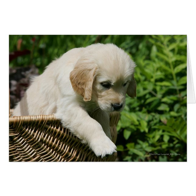 Golden Retriever Puppy in Basket (Vorderseite (Horizontal))