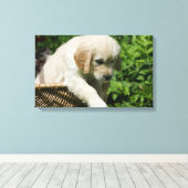 Golden Retriever Puppy in Basket Leinwanddruck (Insitu (Holzboden))