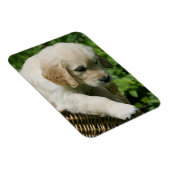 Golden Retriever Puppy in Basket Magnet (Rechte Seite)