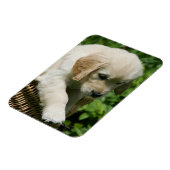 Golden Retriever Puppy in Basket Magnet (Linke Seite)