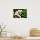 Golden Retriever Puppy in Basket Poster (Küche)