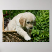 Golden Retriever Puppy in Basket Poster (Vorne)