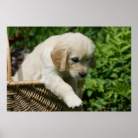 Golden Retriever Puppy in Basket Poster (Vorne)
