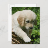 Golden Retriever Puppy in Basket Postkarte (Vorne/Hinten)
