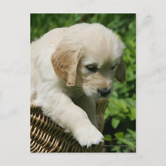 Golden Retriever Puppy in Basket Postkarte (Vorderseite)