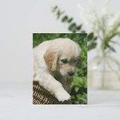 Golden Retriever Puppy in Basket Postkarte (Stehend Vorderseite)