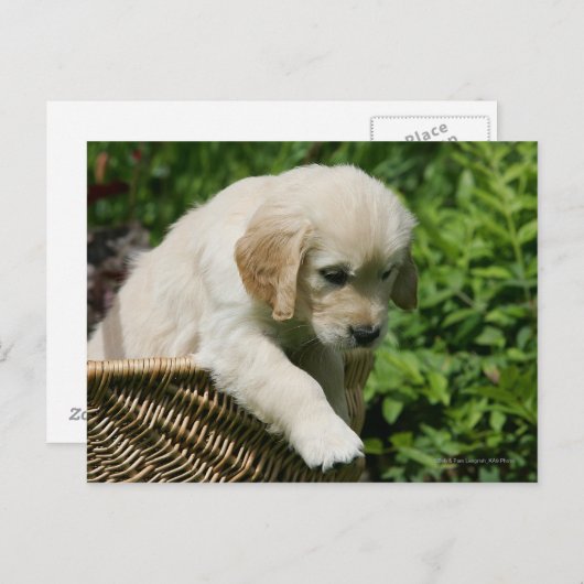 Golden Retriever Puppy in Basket Postkarte (Vorne/Hinten)
