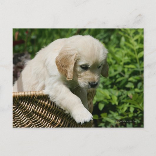 Golden Retriever Puppy in Basket Postkarte (Vorderseite)