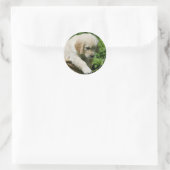 Golden Retriever Puppy in Basket Runder Aufkleber (Tasche)