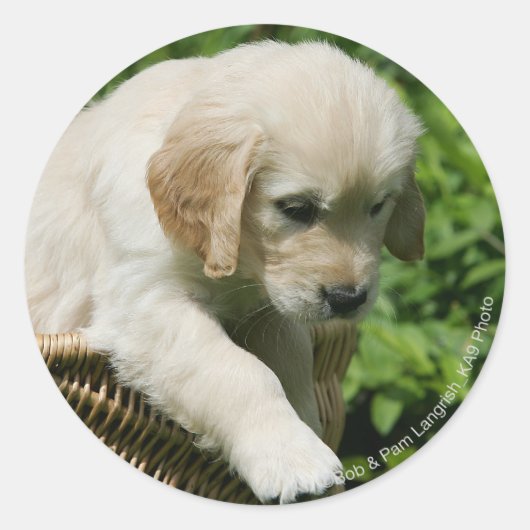 Golden Retriever Puppy in Basket Runder Aufkleber (Vorderseite)