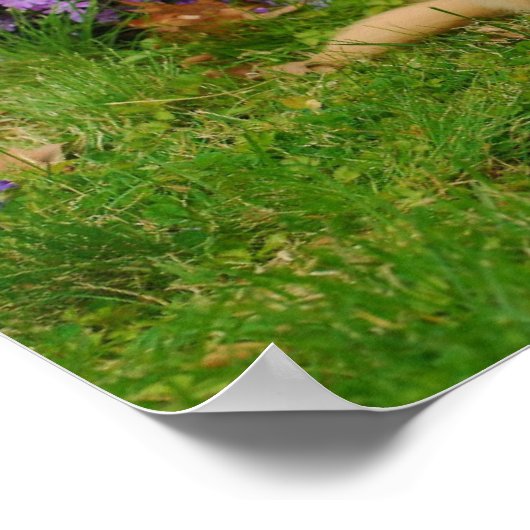 Golden Retriever Puppy in bed of Lavender Phlox Poster (Ecke)