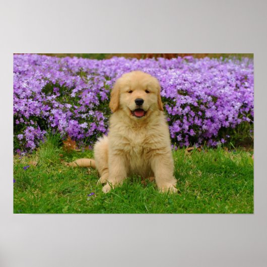Golden Retriever Puppy in bed of Lavender Phlox Poster (Vorne)