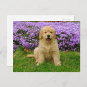Golden Retriever Puppy in bed of Lavender Phlox Postkarte (Vorne/Hinten)