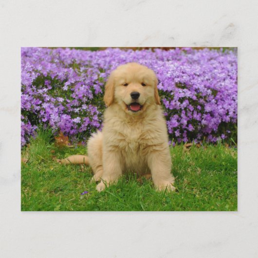 Golden Retriever Puppy in bed of Lavender Phlox Postkarte (Vorderseite)