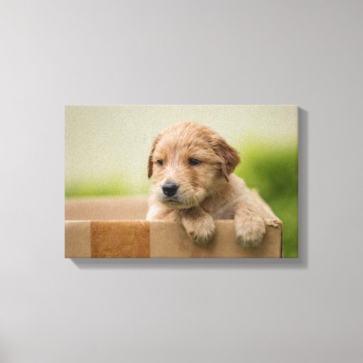 Golden Retriever Puppy in Box Leinwanddruck (Vorderseite)