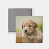 Golden Retriever Puppy in Box Magnet (Vorderseite/Rückseite)
