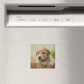 Golden Retriever Puppy in Box Magnet (In Situ (Geschirrspüler))