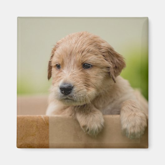 Golden Retriever Puppy in Box Magnet (Vorne)