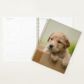 Golden Retriever Puppy in Box Planer (Anzeige)