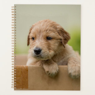 Golden Retriever Puppy in Box Planer