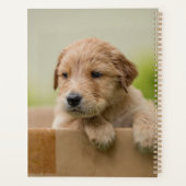 Golden Retriever Puppy in Box Planer (Rückseite)