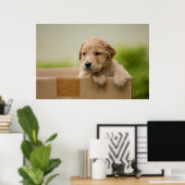 Golden Retriever Puppy in Box Poster (Heimbüro)