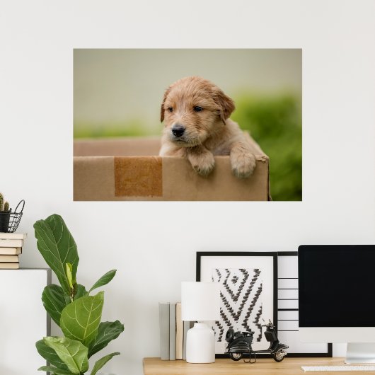 Golden Retriever Puppy in Box Poster (Heimbüro)