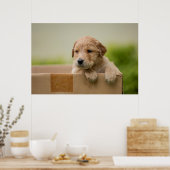 Golden Retriever Puppy in Box Poster (Küche)
