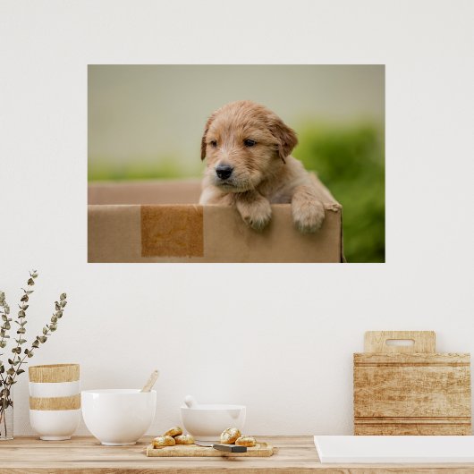 Golden Retriever Puppy in Box Poster (Küche)