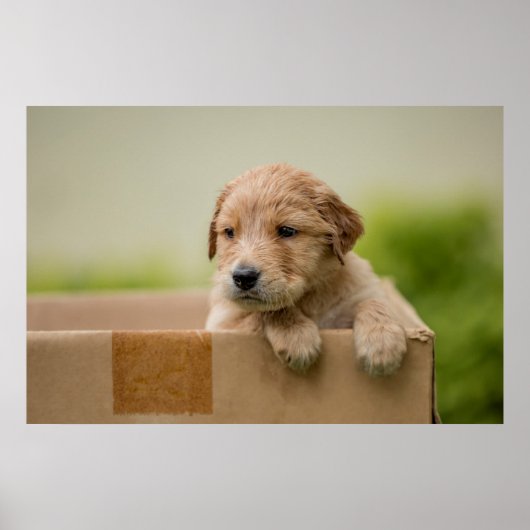 Golden Retriever Puppy in Box Poster (Vorne)