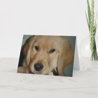 Golden Retriever Puppy Karte