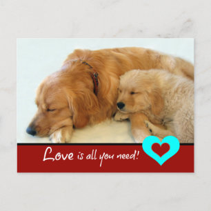 Golden Retriever Puppy Liebe Postkarte