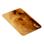 Golden Retriever Puppy Magnet (Rechte Seite)