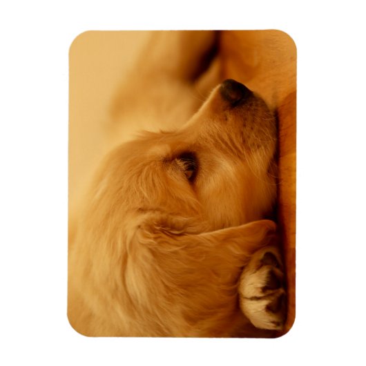Golden Retriever Puppy Magnet (Vertikal)
