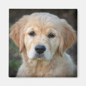 Golden Retriever Puppy Magnet (Vorne)