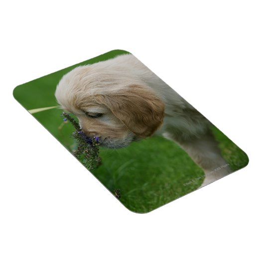 Golden Retriever Puppy Magnet (Rechte Seite)