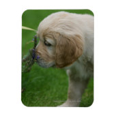 Golden Retriever Puppy Magnet (Vertikal)