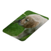 Golden Retriever Puppy Magnet (Linke Seite)