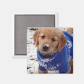 Golden Retriever Puppy Magnet (Vorderseite/Rückseite)