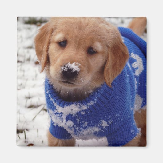 Golden Retriever Puppy Magnet (Vorne)