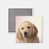 Golden Retriever Puppy Magnet (Vorderseite/Rückseite)