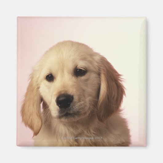 Golden Retriever Puppy Magnet (Vorne)