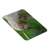 Golden Retriever Puppy Magnet (Rechte Seite)