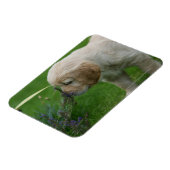 Golden Retriever Puppy Magnet (Linke Seite)