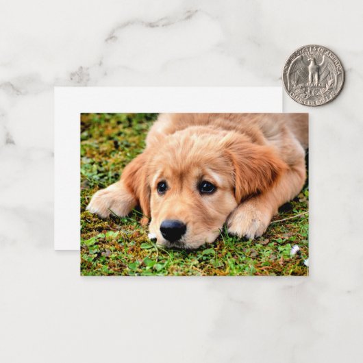 Golden Retriever Puppy Mitteilungskarte (Vorderseite/Rückseite Beispiel)