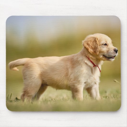 Golden Retriever Puppy Mousepad (Vorne)